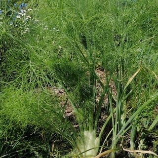 Fennel Plants