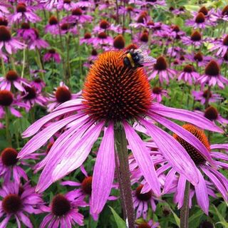 Sweet Echinacea Extract