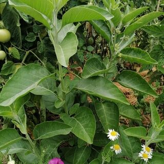 Ashwaganda Plants