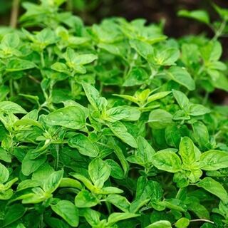 Oregano Tincture