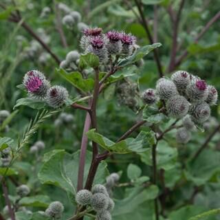 Burdock Tincture