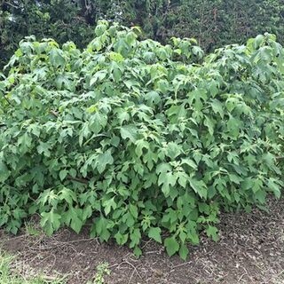 Mexican Sunflower (Tithonia)
