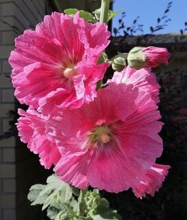 Medicinal Uses for Hollyhock