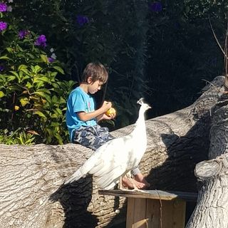 A boy and his bird