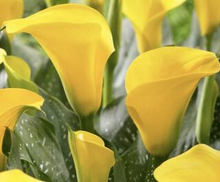 Calla Lilly bulbs -Golden Yellow