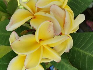Frangipani Seeds