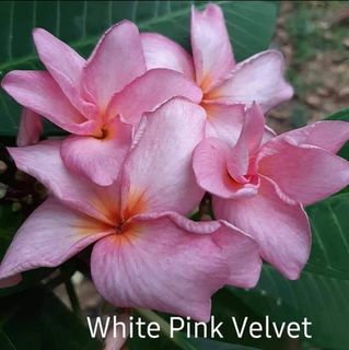 White Pink Velvet x 10 seeds