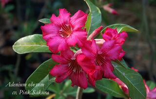 Adenium Obesum cv Pink Sakura