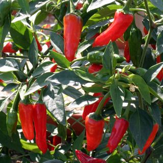 Buy Chilli Seeds Online NZ