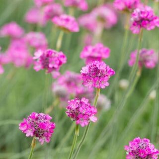 Ground Covers