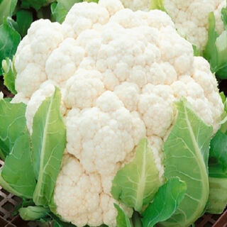 Buy Cauliflower Seeds Online NZ