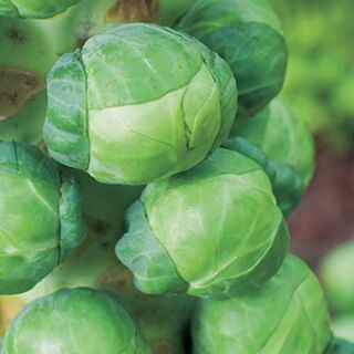 Brussel Sprout Seeds in NZ
