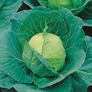Buy Cabbage Seeds Online NZ