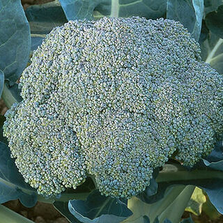 Broccoli Seeds Online NZ
