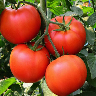Buy Tomato Seeds Online NZ