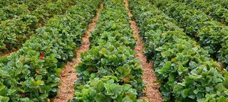 Heirloom & Heritage Strawberry Plants
