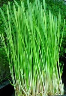 Barley Microgreens