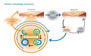 Autophagy & Skin: How to hack your cellular processes for a more youthful complexion