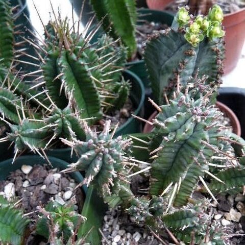 Euphorbia | Kats Flora