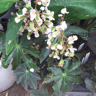 Begonia heracleifolia var nigricans