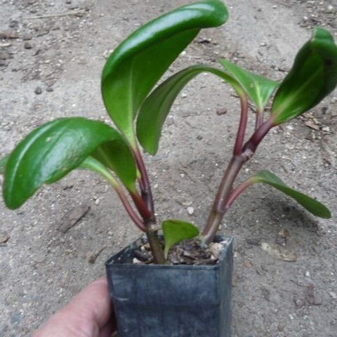 Peperomia obtusifolia 