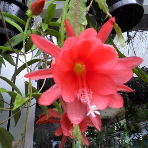 Epiphyllum 3 Peachy/red