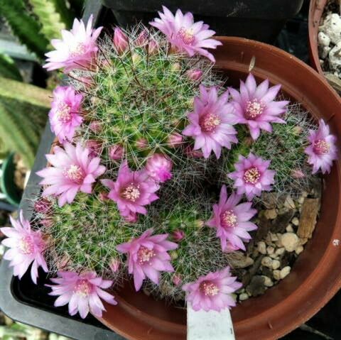 Small Pink Cactus