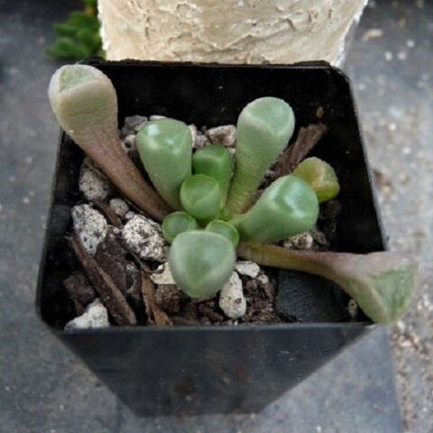 Fenestraria seedlings
