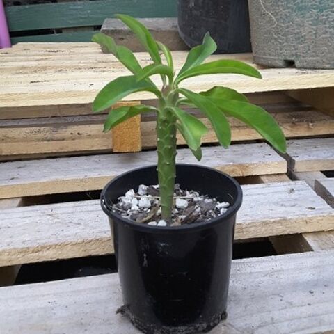 Euphorbia Bubalina