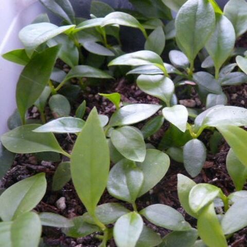 Hoya Motoskei x seedlings