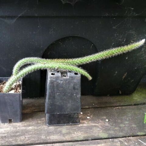 Disocactus flagelliformis - Rat Tail Cactus