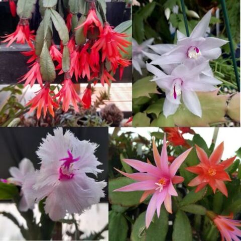 Zygocactus Mystery Mix