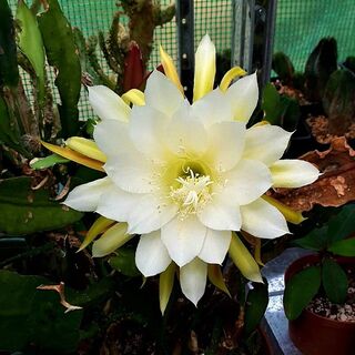 Epiphyllum