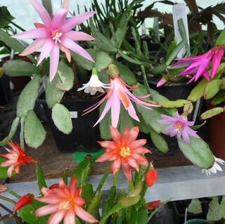 Hatiora-Rhipsalidopsis and Schlumbergera care