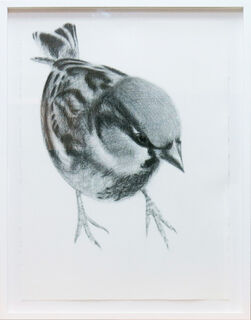 Sparrow Spring No. 1
