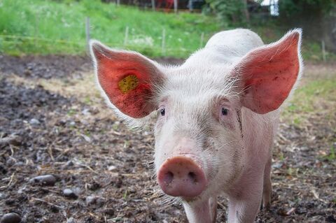 Brian The Pig uses AI to become first animal in the world to gain legal personality