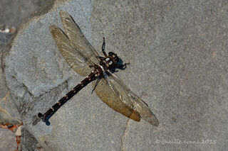New Zealand Dragonflies