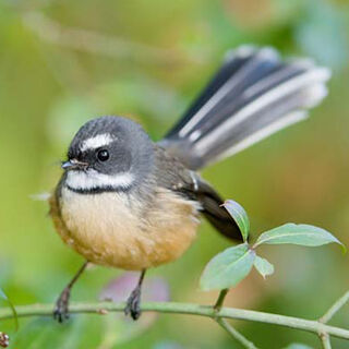 Flitting Through the Forest - New Zealand’s Beloved Fantail (Pīwakawaka)