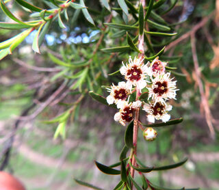 The Mānuka Flower – Nature’s Treasure and Jewellery Inspiration