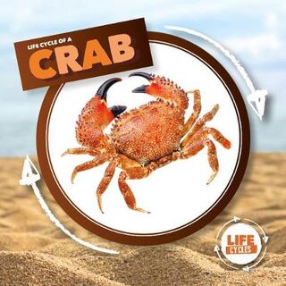 Life Cycle Of A: Crab