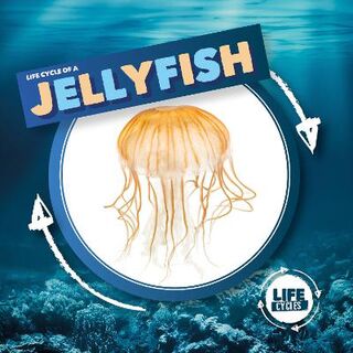 Life Cycle Of A: Jellyfish