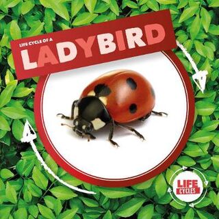 Life Cycle Of A: Ladybird