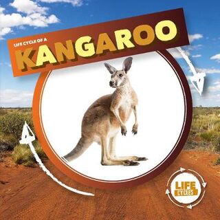 Life Cycle Of A: Kangaroo