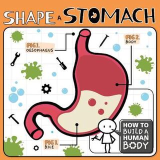 How to Build a Human Body: Shape a Stomach