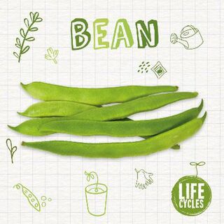 Life Cycles: Bean