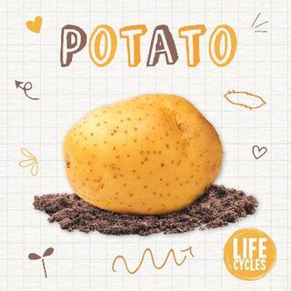 Life Cycles: Potato