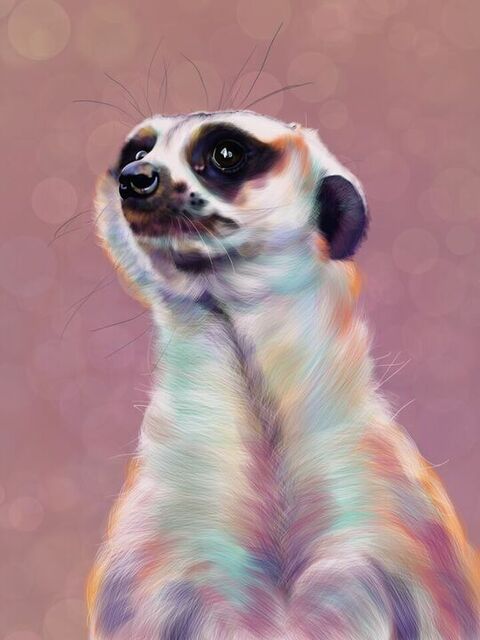 Meerkat