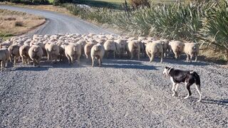 Ram hoggets heading to yard for muscle scanning