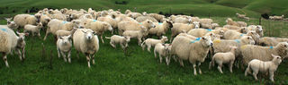 !st crop of charollais lambs 2010