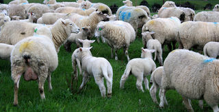1st crop of charollais lambs 2010